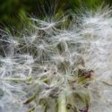  Allergie di primavera: precauzioni e qualche rimedio