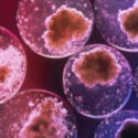 Il fantastico  mondo delle cellule staminali e le prospettive  della terapia genica