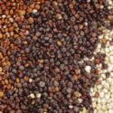  La Quinoa: un alimento fantastico  per la dieta e per chi ha problemi di celiachia