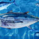  Ministero della Salute: attenzione, rischio intossicazione tonno proveniente dalla Spagna