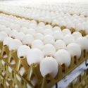  Scoppia in Europa lo scandalo delle uova contaminate con insetticida, Italia per ora non coinvolta