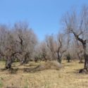  Xylella : 31 ottobre scade il termine per richiesta risarcimento