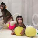  Clonate in Cina due scimmie. Cardinale Sgreccia: “attentato al futuro dell’intera umanità”