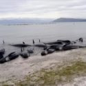  Quasi 40 balene spiaggiate sulle rive della Nuova Zelanda, volontari lottano per salvarle