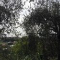  Coldiretti Calabria: Produzione 2018-2019 di olio di oliva con meno oltre il 40%, richiesta di calamità naturale
