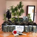  Lecce: trovata dalla Polizia Locale una piantagione di marijuana al campo sosta Panareo