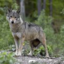  Il contributo del PSR Puglia per difendere gli agricoltori dai lupi