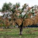  Il governo stanzia 100 milioni per i danni prodotti dalla Xylella in Puglia , il ringraziamento di Emiliano