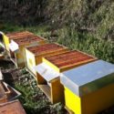  Coldiretti: terzo atto vandalico in un anno nell’azienda apistica di  Pagnotta Josephine di Feroleto Antico, distrutte tutte le arnie dell’allevamento