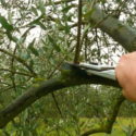  Calabria: corso gestione della chioma dell’oliveto a Lamezia Terme e Castrovillari