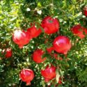  “Nuove Opportunità per l’Agroalimentare del metapontino: i frutti della Salute”