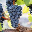  Il vitigno calabrese “Magliocco dolce” iscritto nel registro nazionale varietà di vite