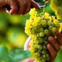  Iniziata la vendemmia in Calabria, ovunque uve sane secondo Coldiretti