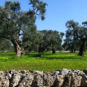  Puglia regione virtuosa in tema di sostenibilità ambientale, se ne è parlato alla Fiera del levante