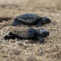  Marina di Sibari: sulla spiaggia sono nate ben 45 tartarughine