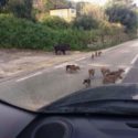  Emergenza cinghiali: a Roma agricoltori da tutta Italia in piazza Montecitorio per protestare contro i cinghiali