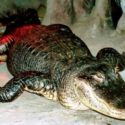  E’ morto nello zoo di Mosca Saturn, l’alligatore di Hitler