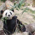  Panda fugge dal recinto allo zoo di Copenaghen, catturato dopo aver vagato nel parco
