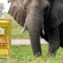  Escrementi di elefante, l’ingrediente base del successo di un gin sudafricano