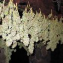  Gioia Tauro: scoperto dai Carabinieri un grande capannone con 7.000 piante di marijuana