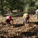  ﻿Coldiretti Calabria: sono arrivate le prime castagne, raccolto e qualità in aumento dopo gli “anni bui” del cinipide galligeno