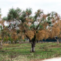  ﻿Puglia, Emiliano e Pentassuglia:“Nuovi indennizzi per le aree danneggiate da Xilella”