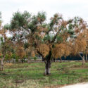  Lecce:Indennizzo Xylella 2018-19, aperti i termini per richiedere l’indennizzo