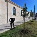  Lecce: successo del crowdfunding “AlberiAmo la Città 2020”, piantumate 18 piante