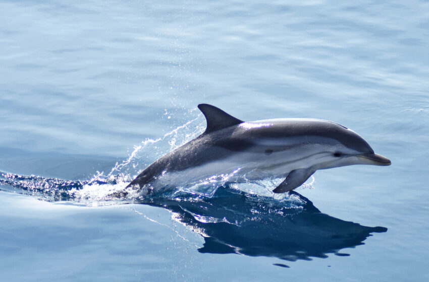  Ecco come conservare i cetacei nel Golfo di Taranto!