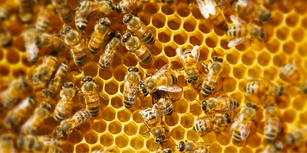 Coldiretti: s.o.s. apicoltura, le api rischiano di non volare
