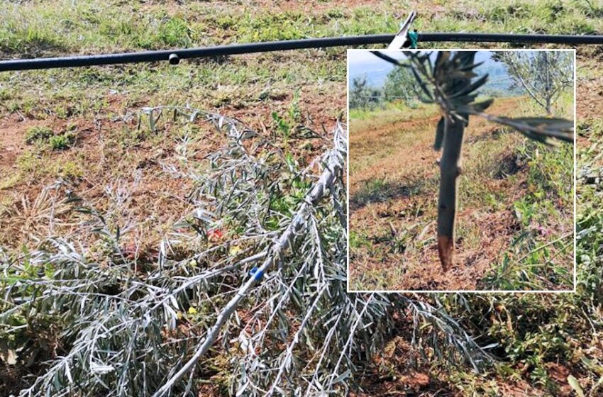  Coldiretti Calabria: giovedì 27 insieme all’Azienda Marchesi Gallo di Castrovillari per ripiantare 200 piante di ulivo distrutte