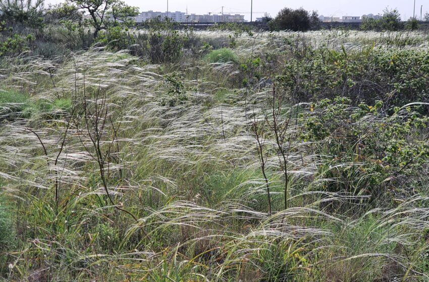  Lecce: passeggiate nella biodiversità dell’Orto Botanico del Salento