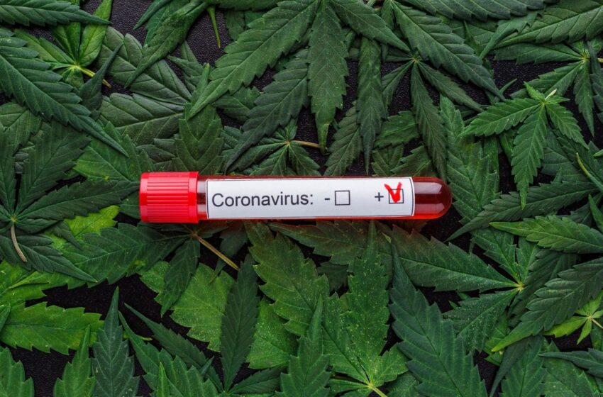  USA, Stato di Washington: marijuana gratis per chi si vaccina  contro il covid